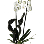 Orquideario sencillo