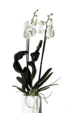 Orquideario sencillo