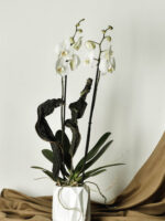Orquideario sencillo - Image 2